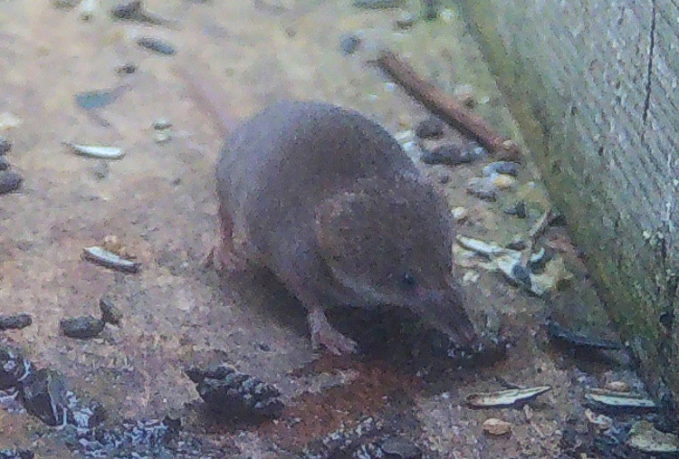 A shrew caught by the camera trap.