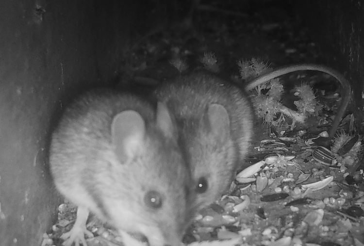 Two wood mice caught by the camera trap.