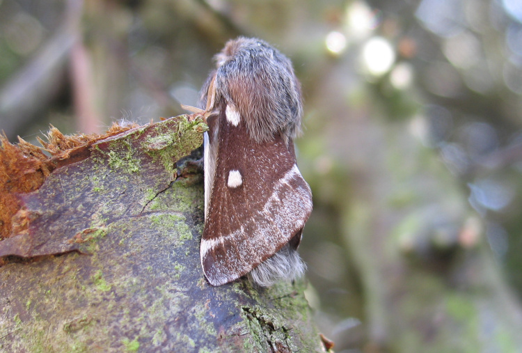 Small Eggar moth.