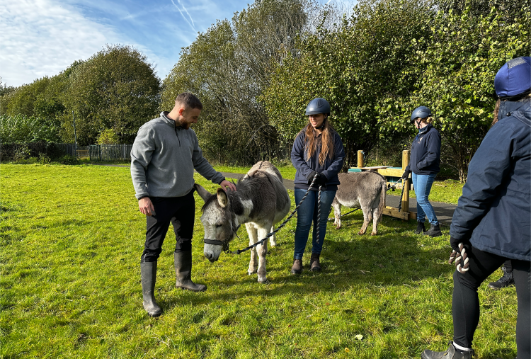 N Brown Group team enjoying scratches with the donkeys