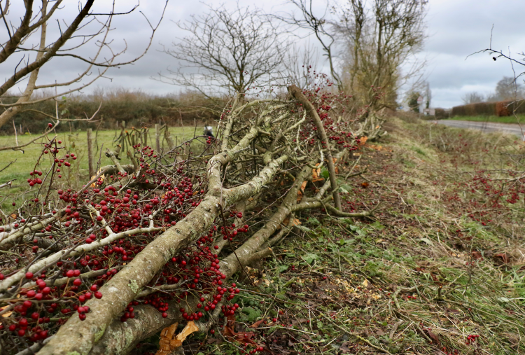 Tradtional conservation work on the hedges by the Ecology and Conservation Team