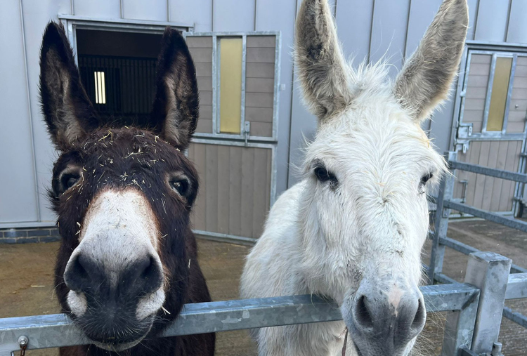 Adoption donkey Rickon and best friend Tornado