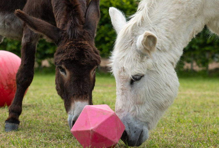 Adoption donkey Rickon enjoying enrichment activities
