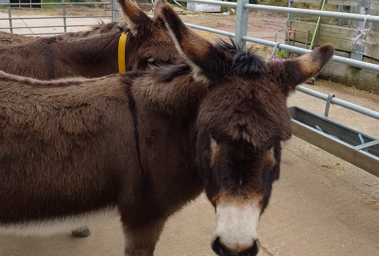 Rosie at NAU Sidmouth with new donkey friend