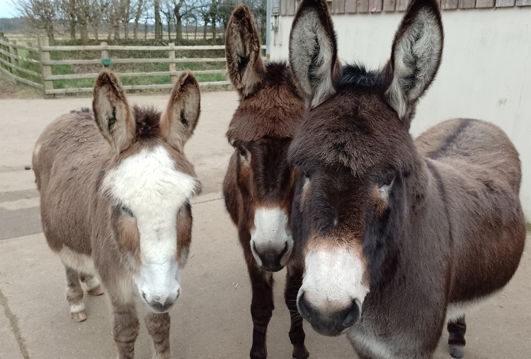 Rosie with two of her new donkey friends in Sidmouth NAU