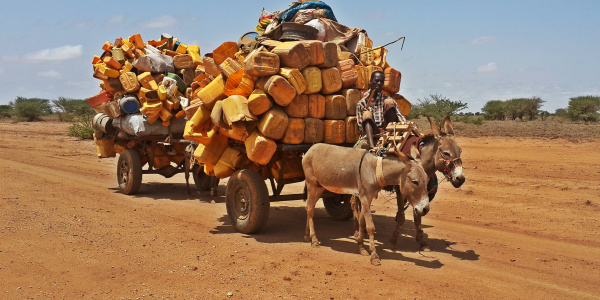 Donkeys' role in during Ethiopian drought