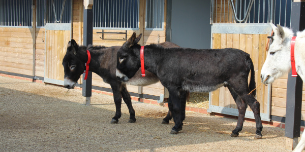 Donkeys in front of stable
