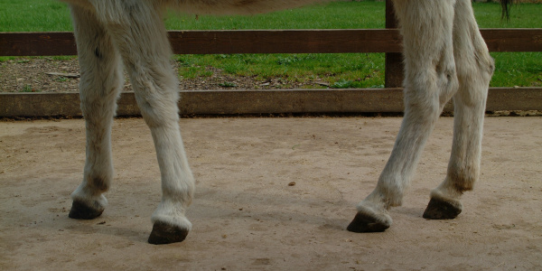 Donkey hooves in good condition