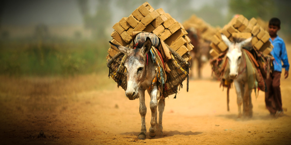 Donkeys working in an Indian brick kiln