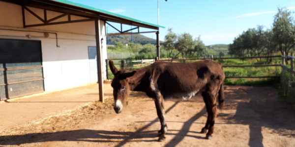 Anastasia settling in at our sanctuary in Spain