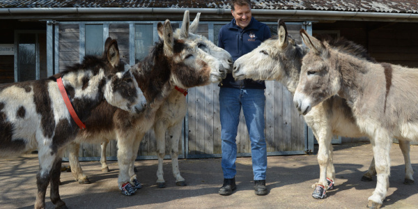 Ben Hart with Blackpool donkeys in Sidmouth