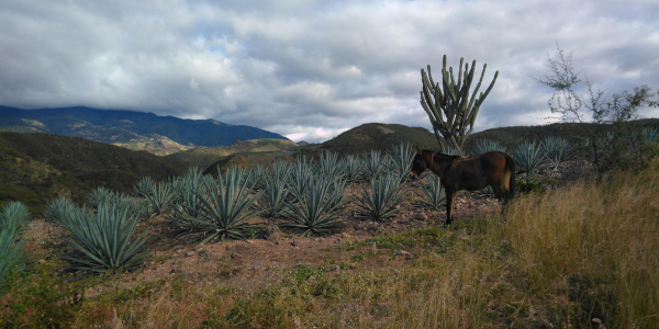 Mule with agave plants, Mexico