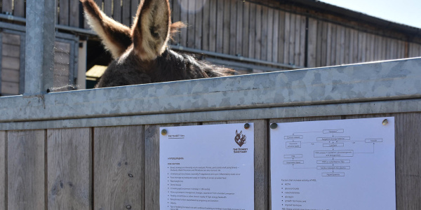 Factsheet with donkey ears