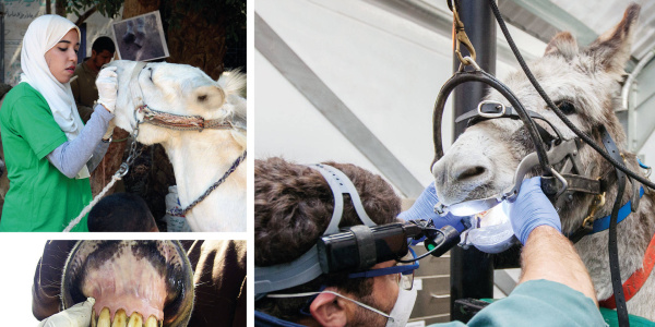 Clinical Companion of Donkey Dentistry - front cover