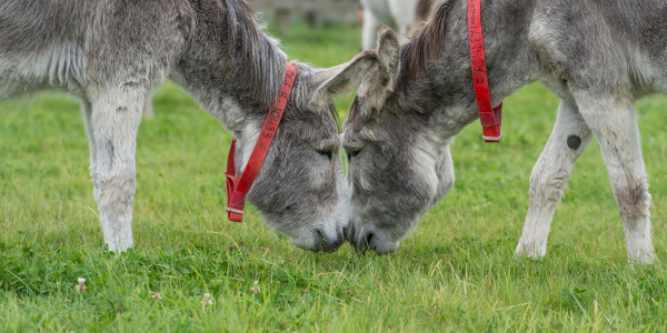Two grey donkeys, Mr Khan and Ashley, graze together so closely that their muzzles touch.