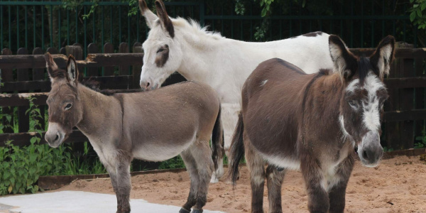 Adoption donkeys in Manchester