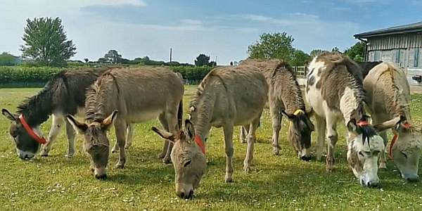 Sidmouth donkeys (Virtual Donkey Week)
