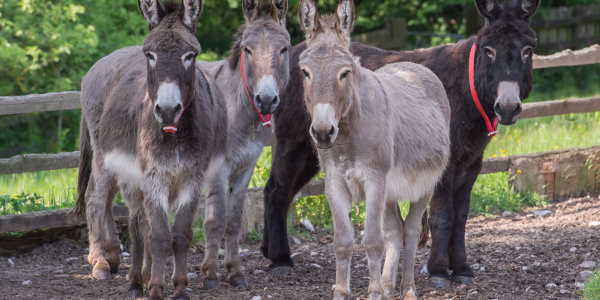 Four donkeys standing together