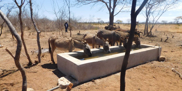 Donkeys drinking from The Donkey Sanctuary funded water point in Zimbabwe (credit: WLZ)
