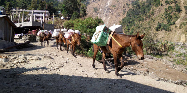 Mules with building supplies (Credit: Animal Nepal)