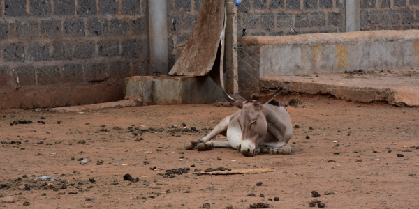 Donkey in inhumane surrounding at Kenyan slaughterhouse