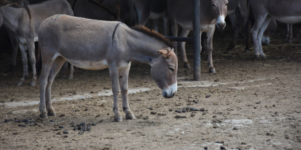 Donkey with head down at Kenyan slaughterhouse