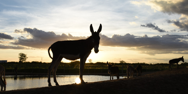 Donkey silhouetted against sky