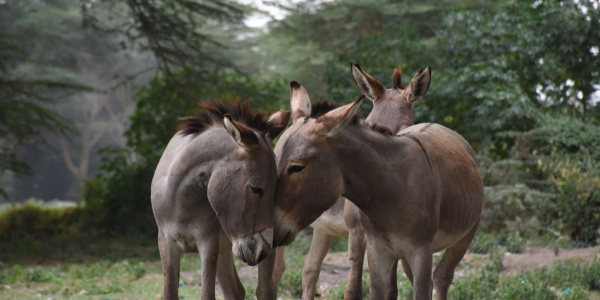 Donkeys touching heads in Kenya