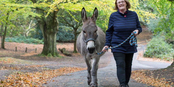 Leading a donkey during a Wellbeing With Donkeys session