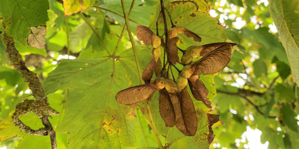 Sycamore seeds in a Sycamore tree