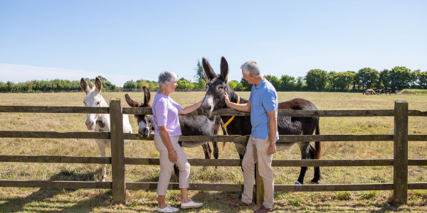 Two legators spending time with a donkey at The Donkey Sanctuary Sidmouth