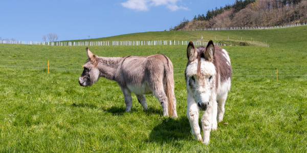 Two donkeys in lush green grass field with bight blue sky.