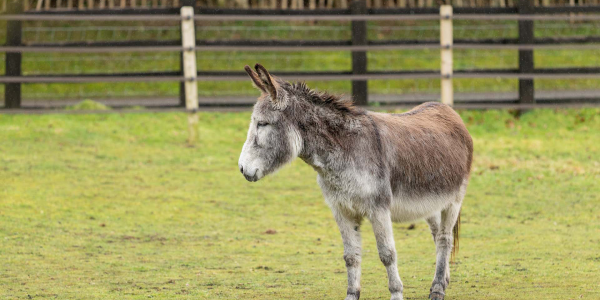 Adoption donkey Jasper in field, Birmingham