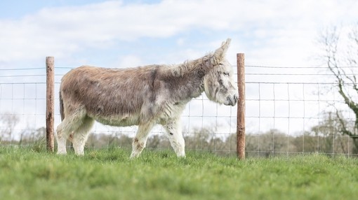 Adoption donkey Ashley at The Donkey Sanctuary Sidmouth.