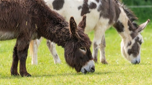 Adoption donkey Zena at The Donkey Sanctuary Sidmouth.
