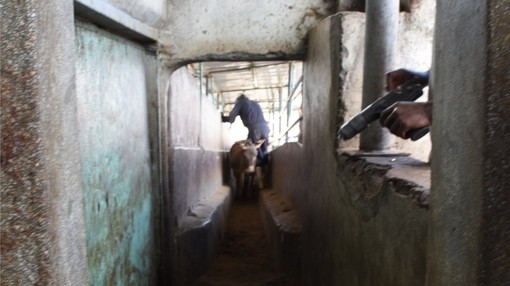Donkey being funnelled for slaughter in Kenyan slaughterhouse.