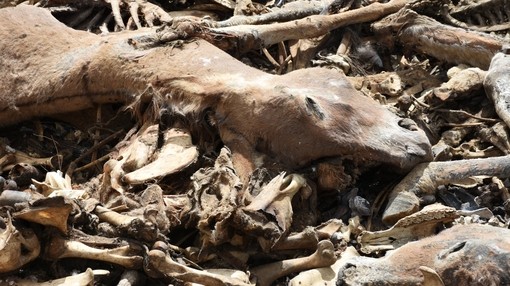 Improperly disposed donkey carcass in Brazil.