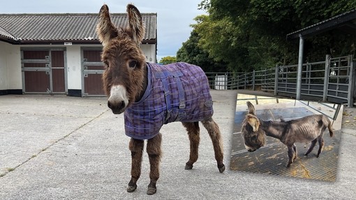 Before and after image of Gabriel the foal.