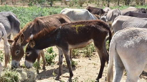 Ana grazing, Brazil.