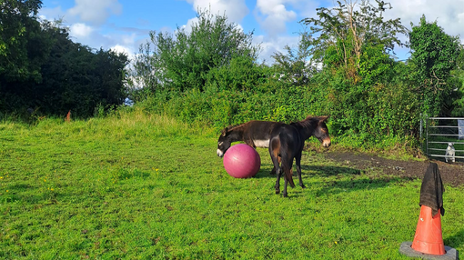 BB the mule and his donkey companion Chum playing with one of their many toys.