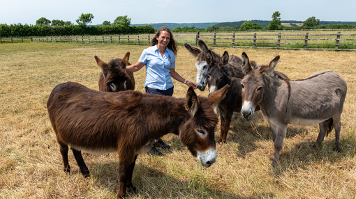 Rescue donkeys Dennis, Eliza, Lulu, Daisy and Geraldine.