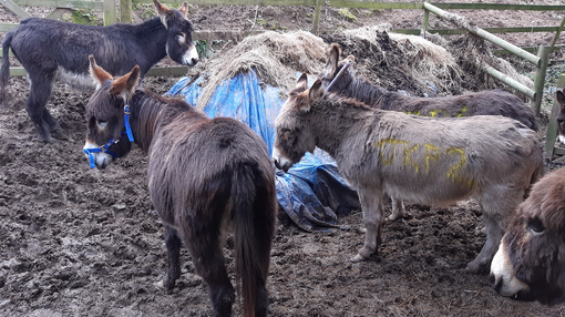 Donkeys living in muddy, ill-suited environment.