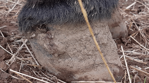 Overgrown hoof of rescue donkey.