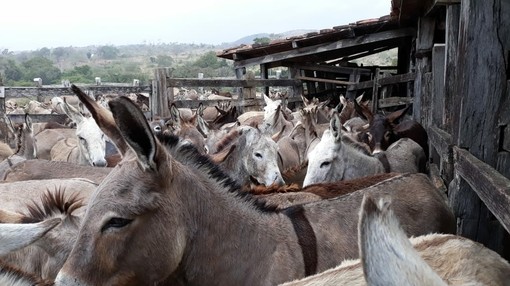 Donkeys in Sudouest holding compound.