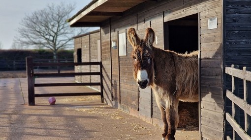 Dartanyan looking out from the shelter at the Marquee stables.