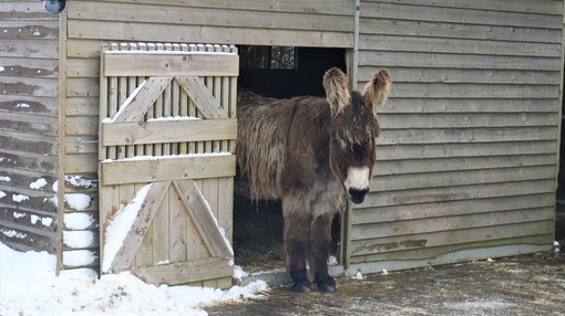 Dartanyan taking shelter.