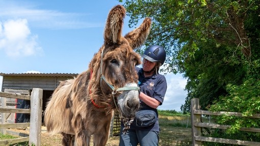 Dartanyan the Poitou donkey being readied for his transfer back to Shelter 6.