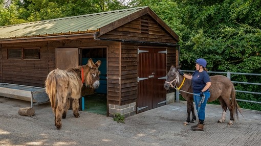 Dartanyan and Jump back at Shelter 6.