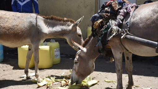 Working donkey and foal take a break at Kenya waterpoint.