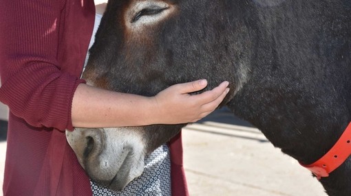 Donkey nuzzling into an arm during a Donkey Assisted Activity session.